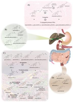 Intestinal Bacteria Interplay With Bile and Cholesterol Metabolism: Implications on Host Physiology